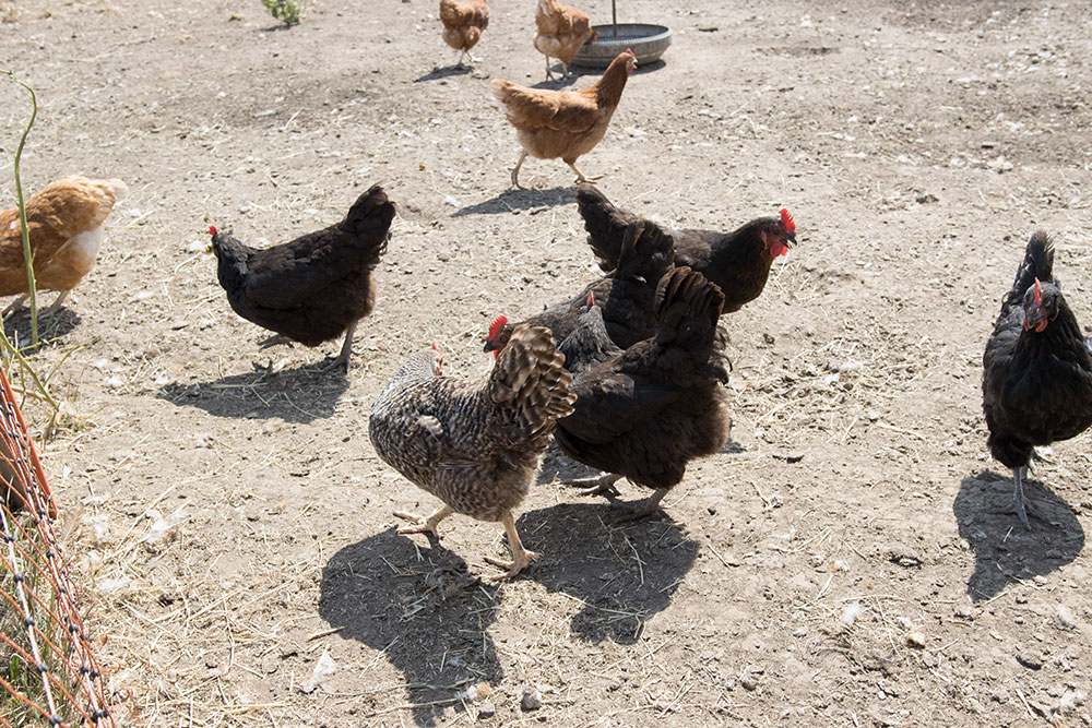 Vajíčka z Merlinovy farmy