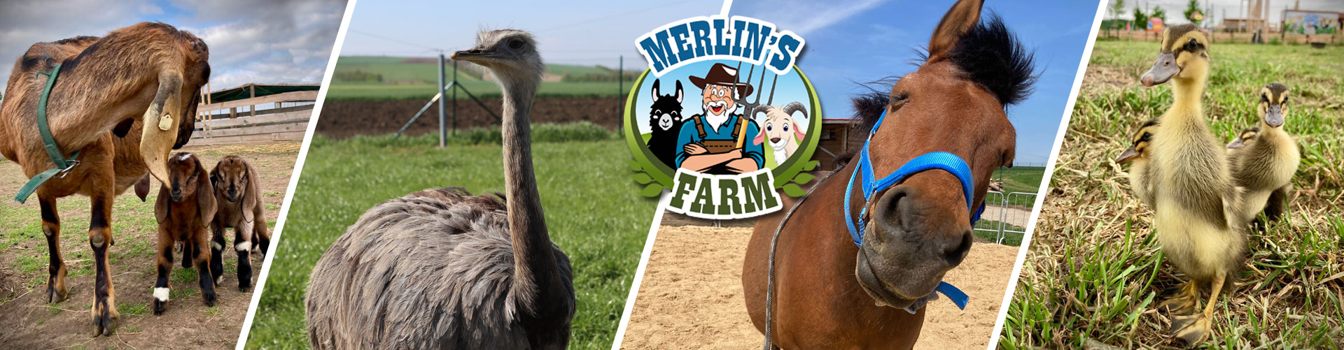 Slide 4 - Merlin's Farm